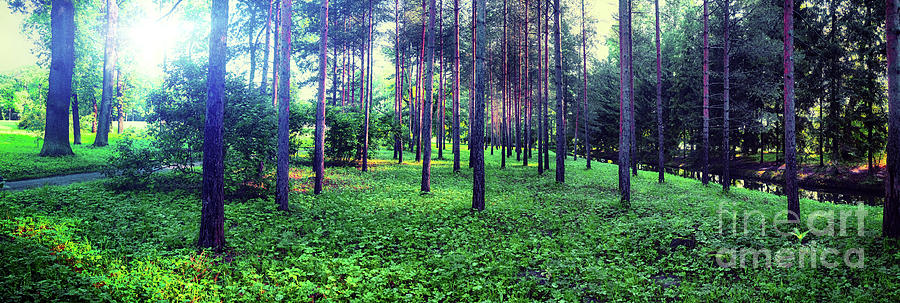  morning panorama of  Catherine Park Photograph by Ariadna De Raadt