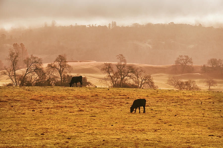 Morning Pasture Photograph