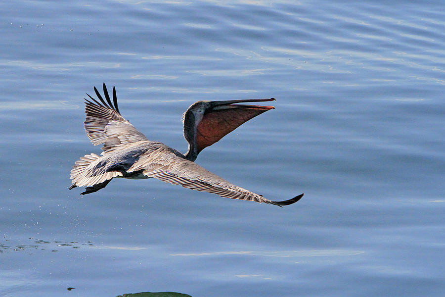 Morning Pelican Photograph by Shoal Hollingsworth