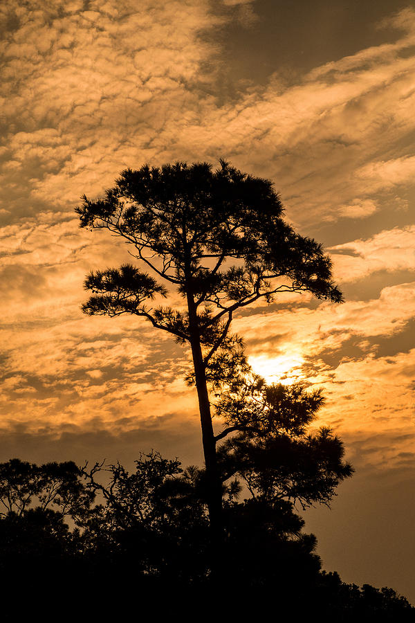 Morning Pine at Currituck Photograph by Don Johnson