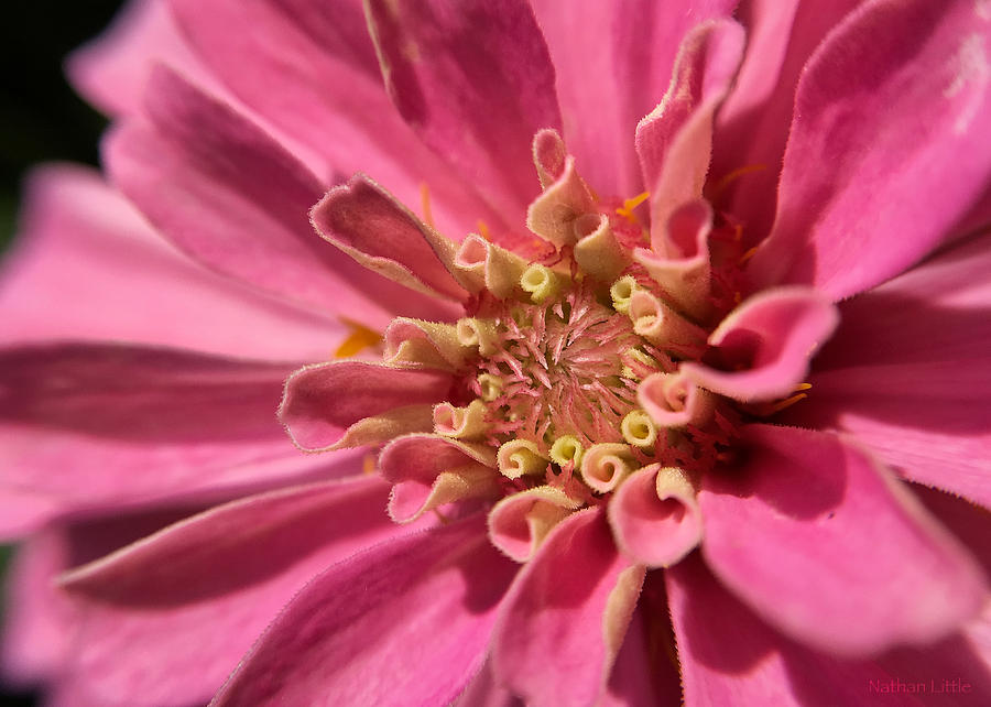 Morning Pink by Nathan Little Morning Pink by Nathan Little