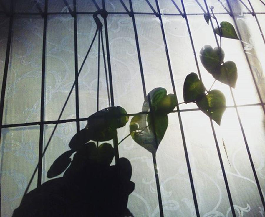 Nature Photograph - Morning Plant Shadow

#photography by Bakajiki Artworks