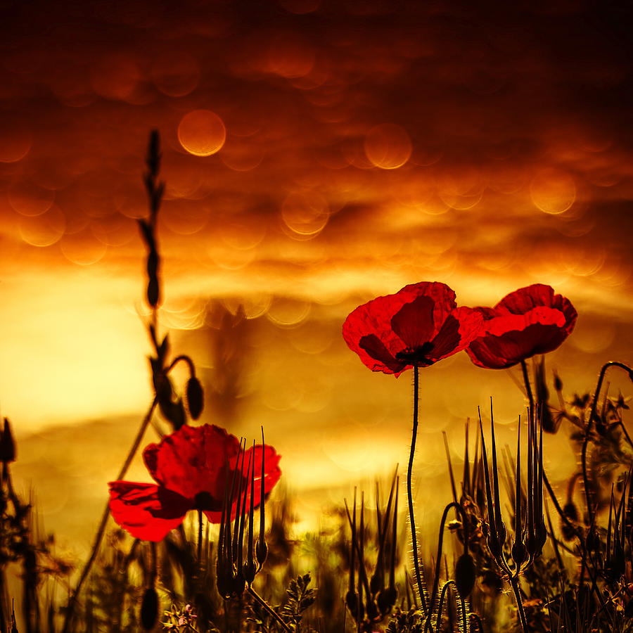 Morning Poppies Photograph by Dan Cristian Mihailescu - Fine Art America