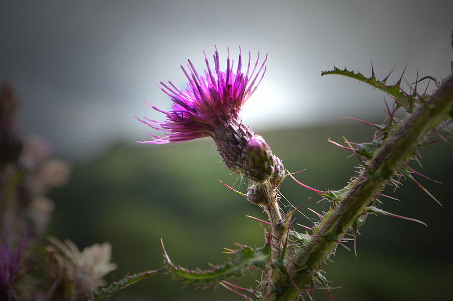 Morning Purple Thistle. Photograph by Terence Davis