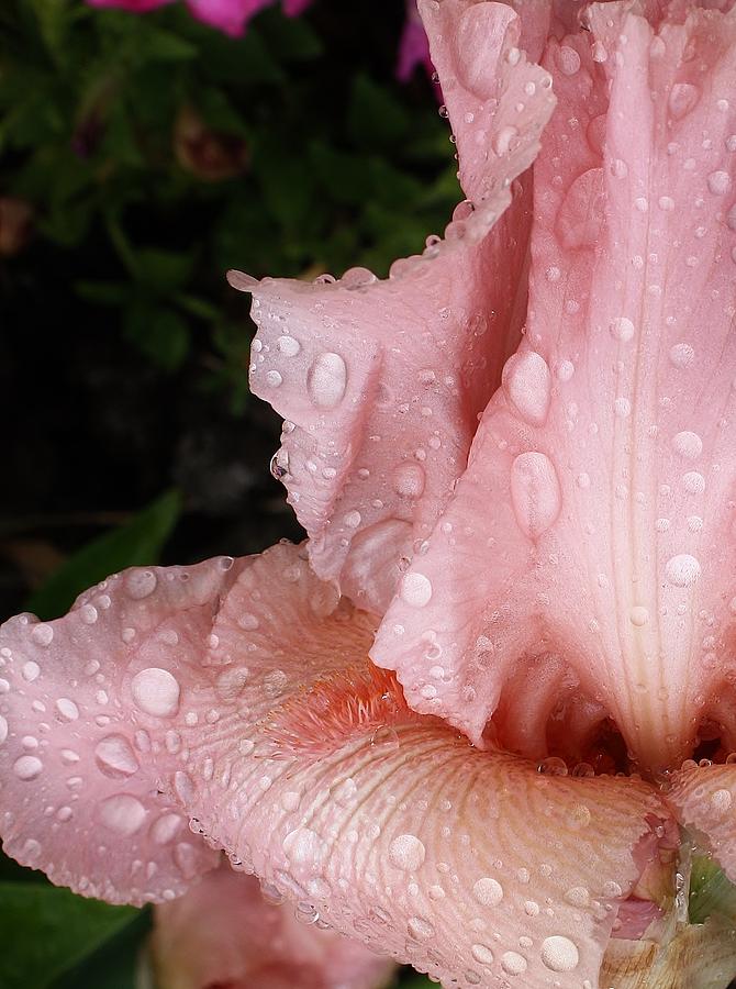 Iris Photograph - Morning Rain by Bruce Bley