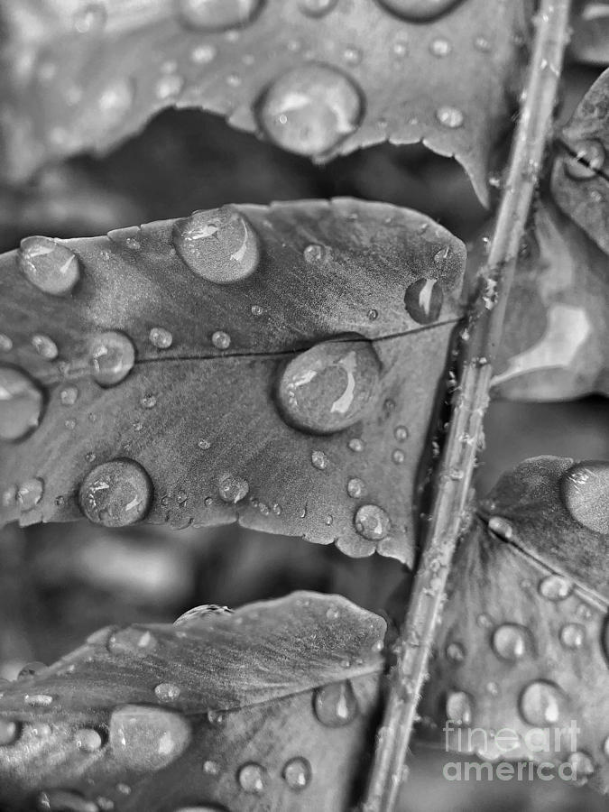 Morning Rain drops Photograph by Diana Rajala
