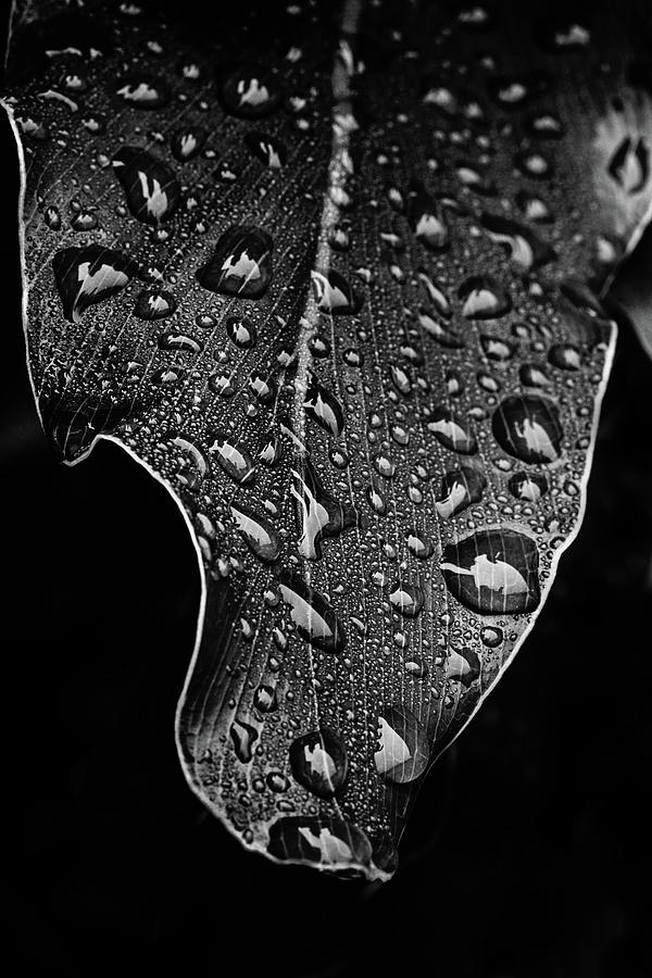 Morning Rain - BW Photograph by Scott Pellegrin