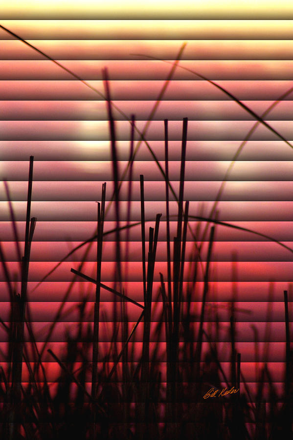Morning Reeds Photograph by Bill Kesler