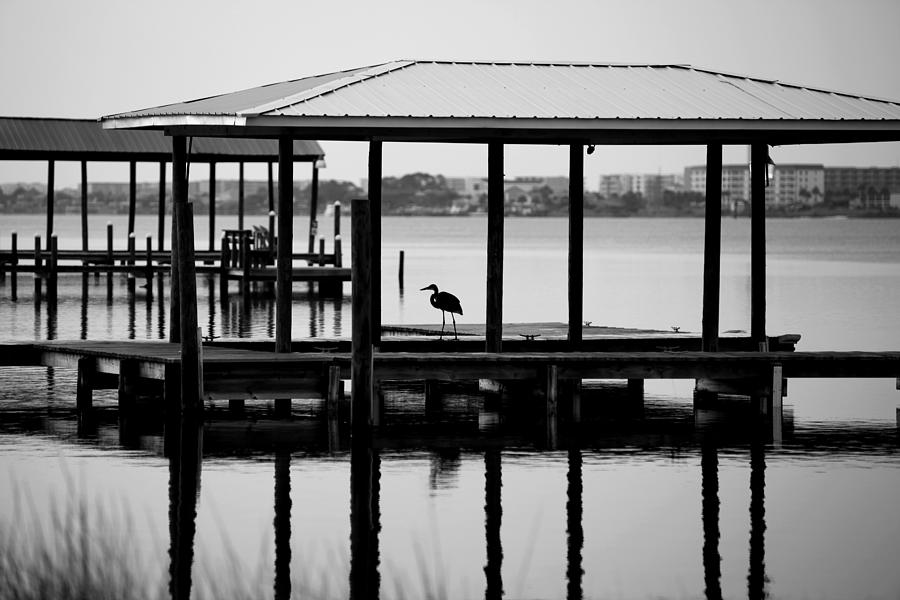 Heron Photograph - Morning Reflection by Toni Hopper
