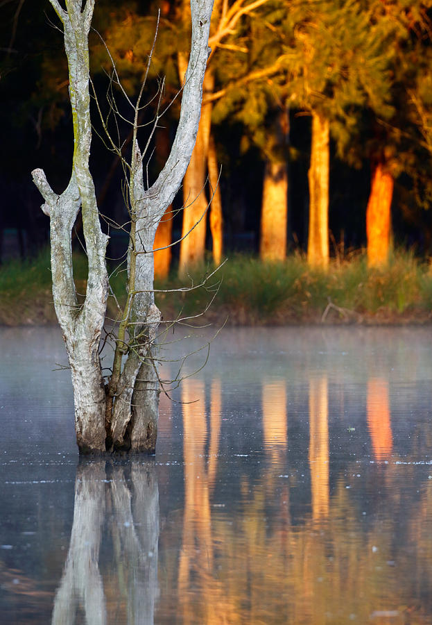 Morning Reflections Photograph by Nicholas Blackwell