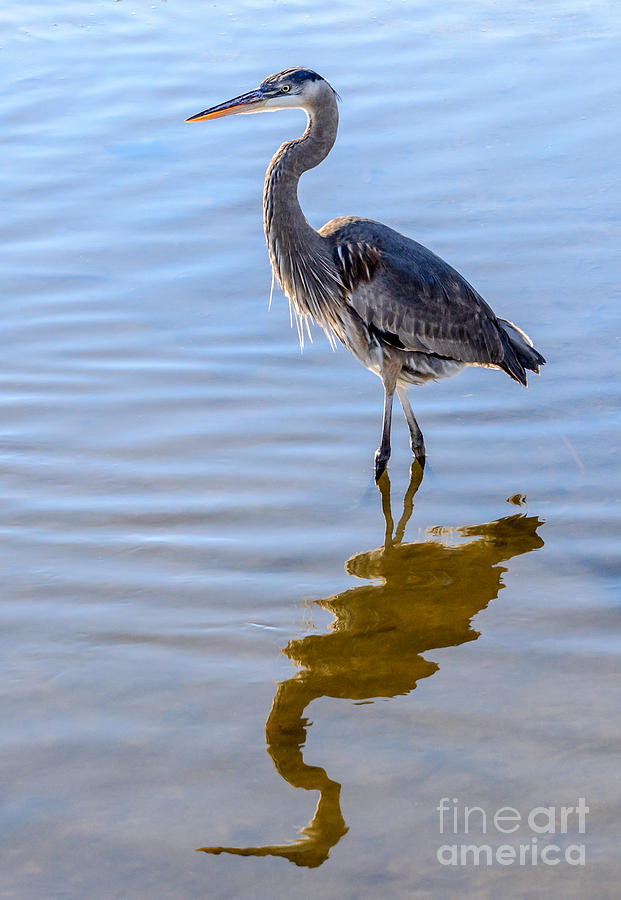 Morning Reflections of a Great Blue Heron Photograph by Debra Martz