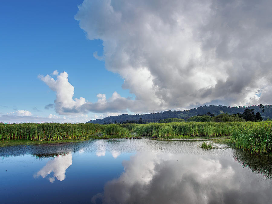 Morning Reflections on a Marsh Pond Photograph by Greg Nyquist
