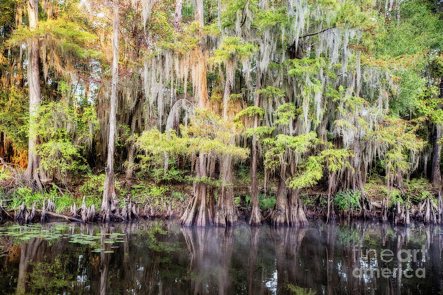Morning Reflections on Big Cypress Bayou Photograph by Scott Pellegrin