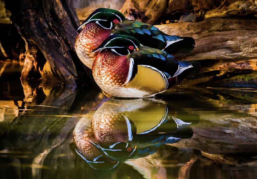Morning Reflections - Wood Ducks Photograph by TL Mair