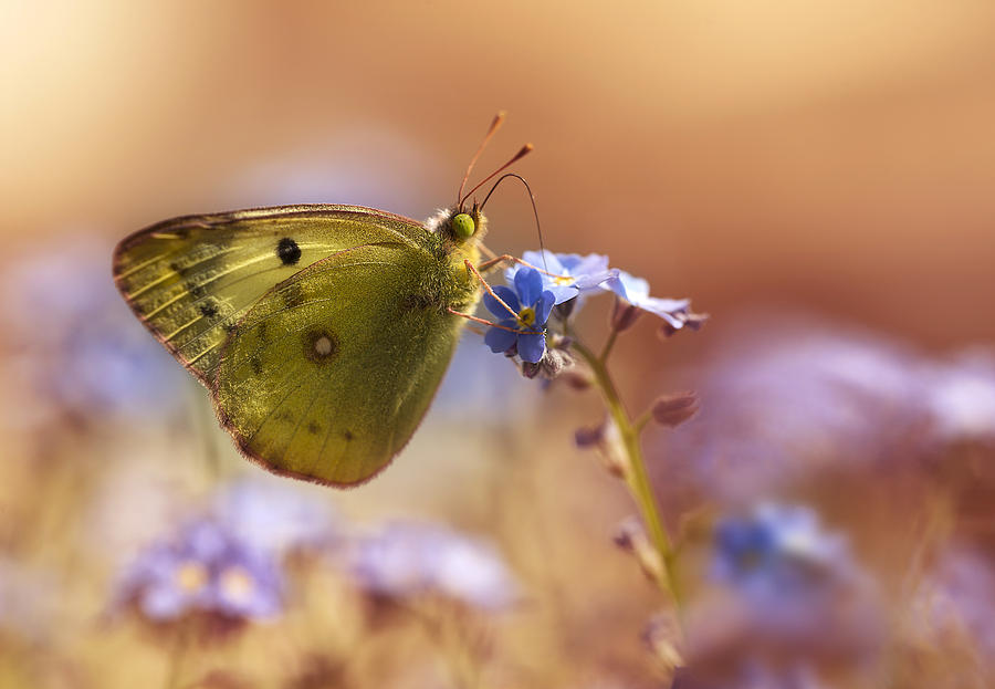 Butterfly Photograph - Morning rest by Jaroslaw Blaminsky