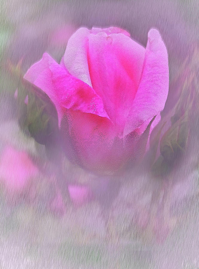 Garden Photograph - Morning Rose. by Heinz G Mielke Garden Photograph - Morning Rose. by Heinz G Mielke