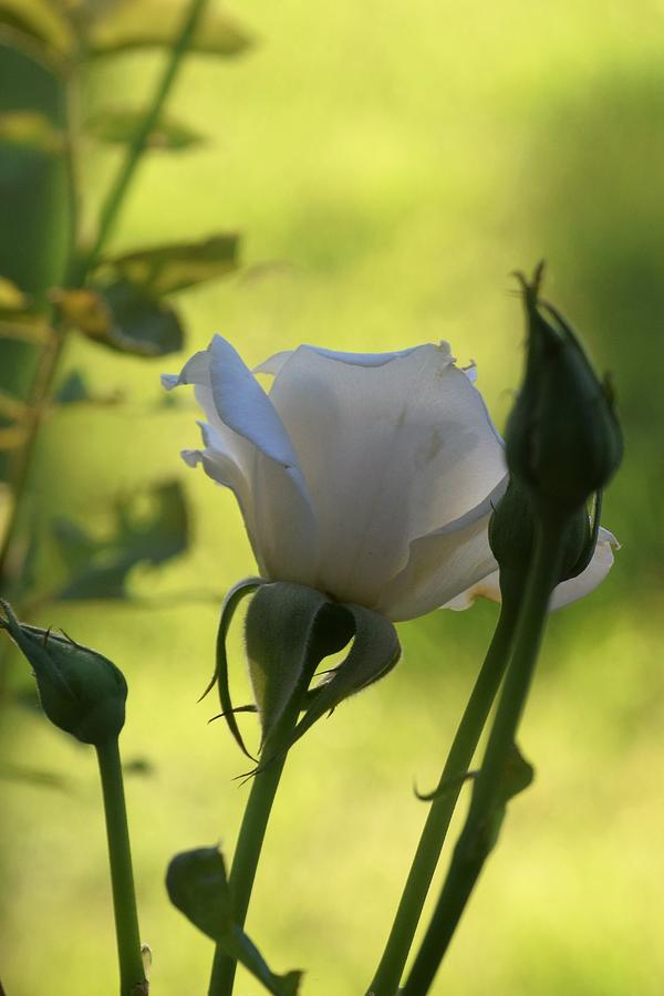 Rose Photograph - Morning Rose by John Glass
