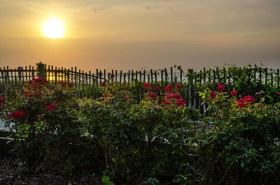 Morning Roses Photograph by Mary Hahn Ward