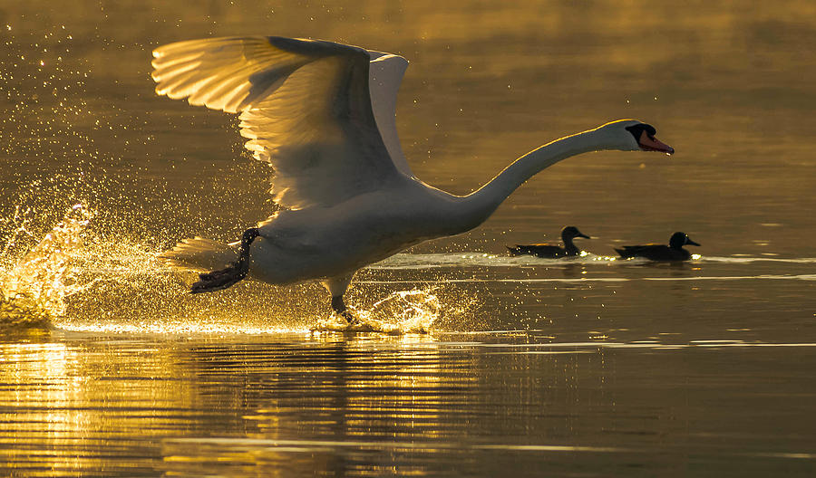 Bird Photograph - Morning Rush 2 by Brian Stevens