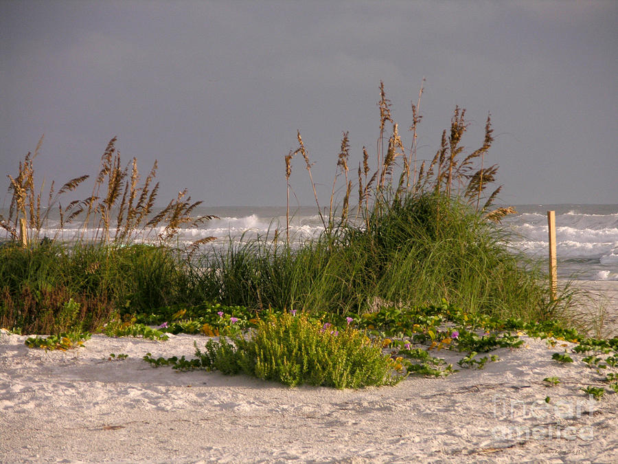 Morning sand dunes and surf  10-6-15 Photograph by Julianne Felton