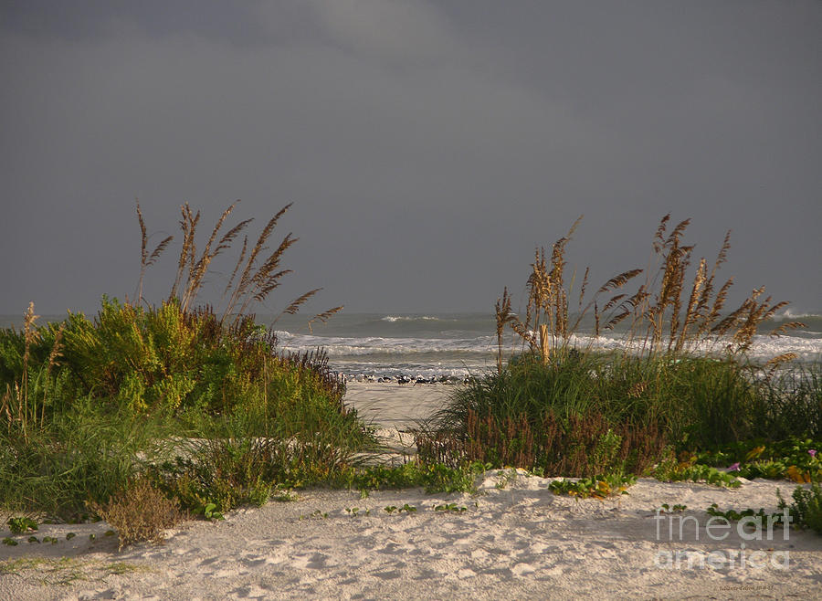 Morning sand dunes with seabirds 10-6-15 Photograph by Julianne Felton