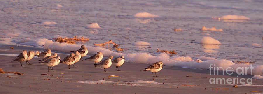 Morning Sandpipers  Photograph by Julianne Felton
