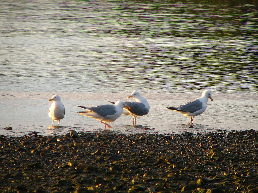 Morning Seagulls Photograph by George Jones