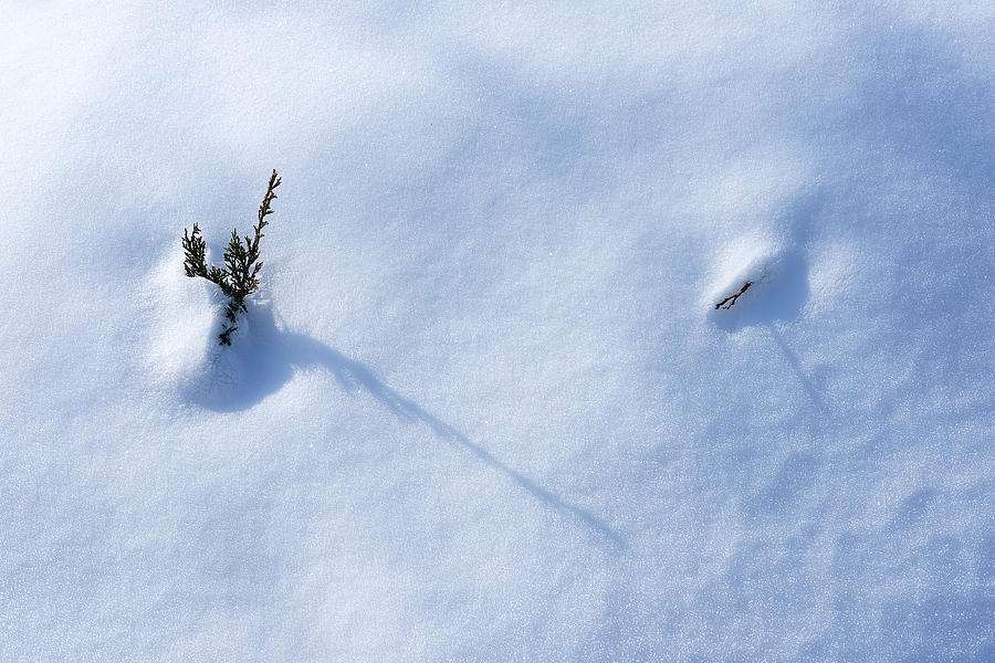 Morning Shadows on the Snow Photograph by Monte Stevens