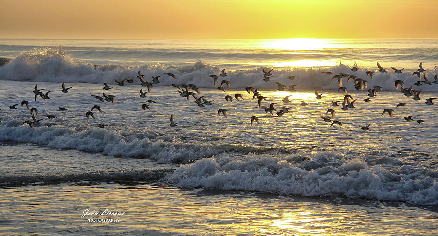 Morning Shorebirds Photograph by John Loreaux