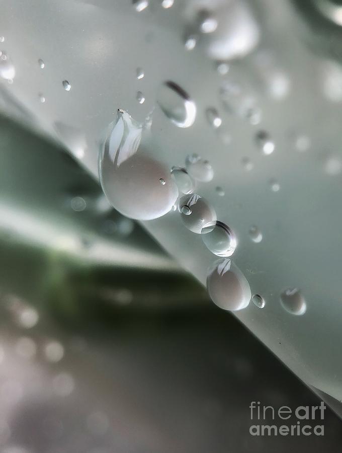 Droplets Photograph - Morning Shower by Diana Rajala