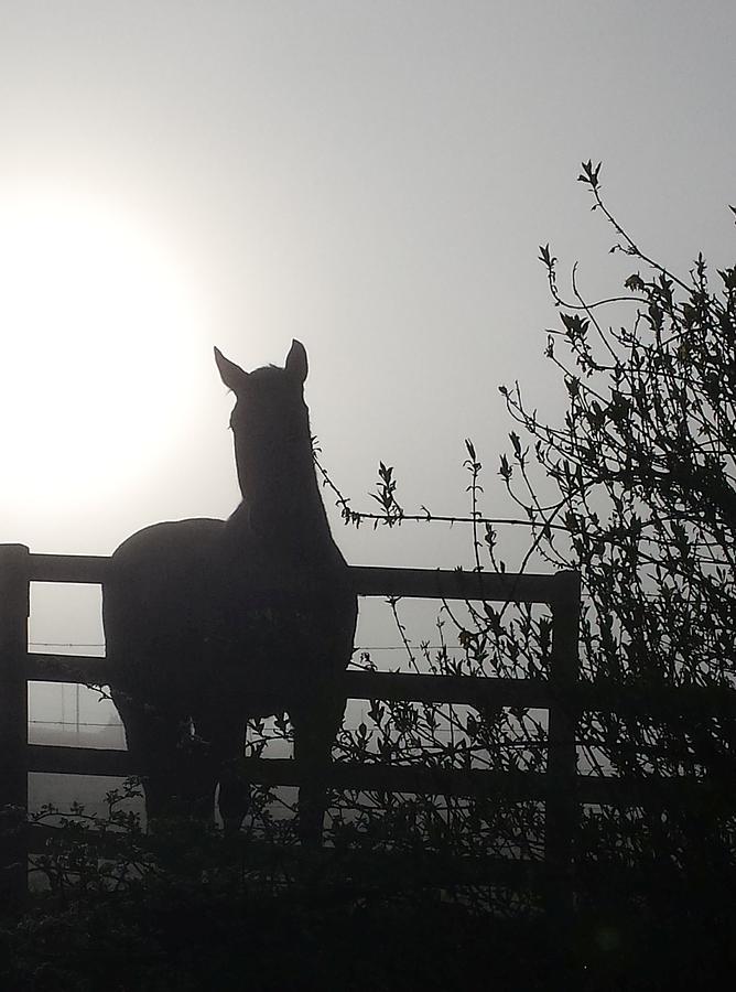 Morning Silhouette #1 by Deb Martin-Webster Morning Silhouette #1 by Deb Martin-Webster