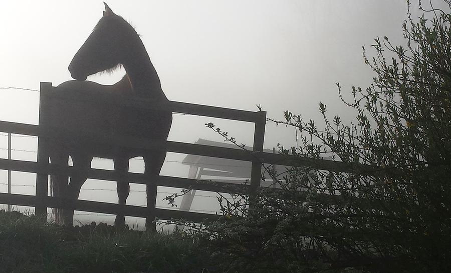 Morning Silhouette #2 by Deb Martin-Webster Morning Silhouette #2 by Deb Martin-Webster
