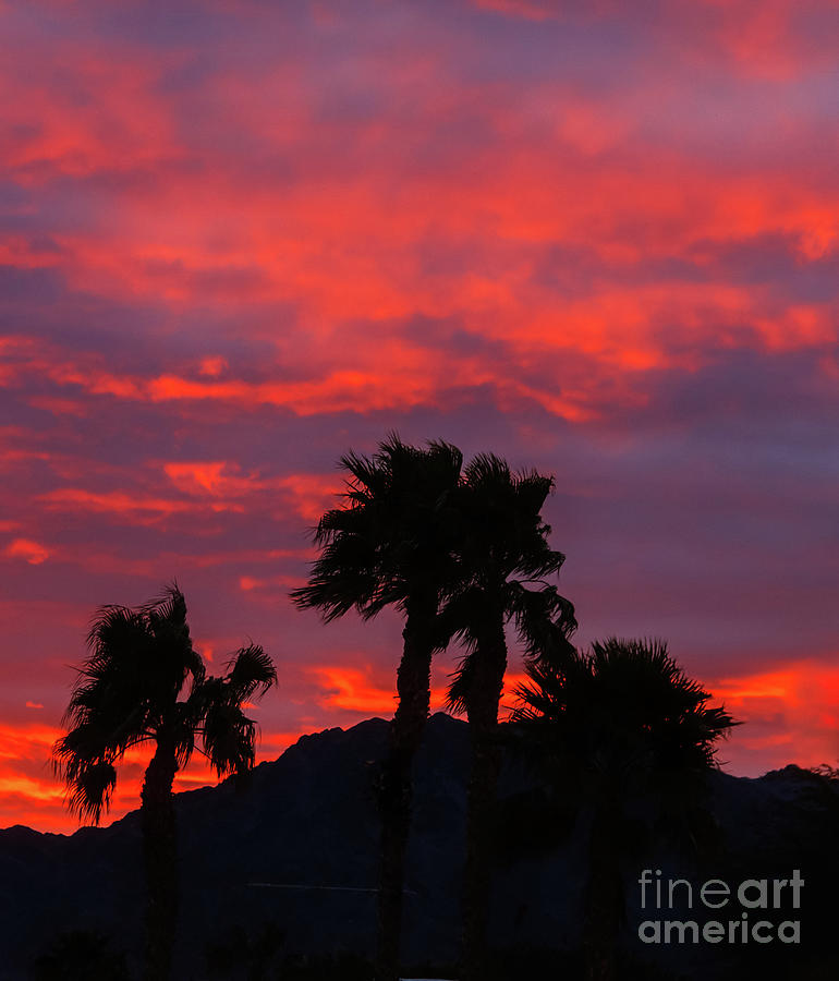 Morning Silhouette Photograph by Robert Bales