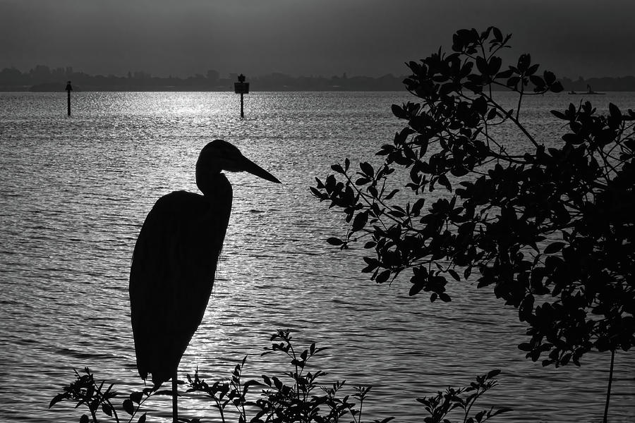 Morning Silhouettes Photograph by HH Photography of Florida