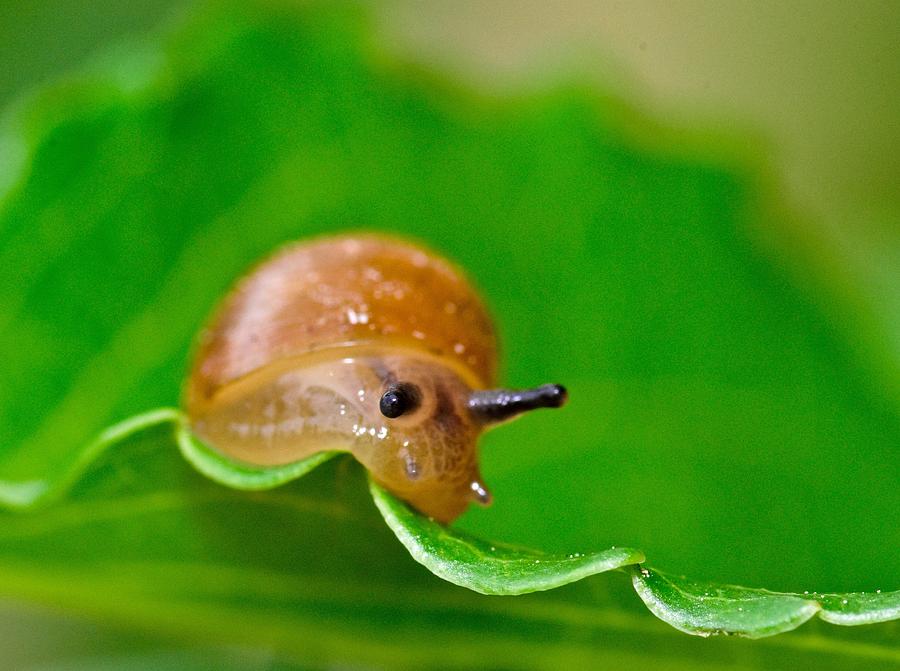 Morning Snail Photograph by Jeffrey PERKINS