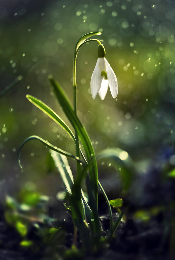 Flower Photograph - Morning snowdrops by Jaroslaw Blaminsky