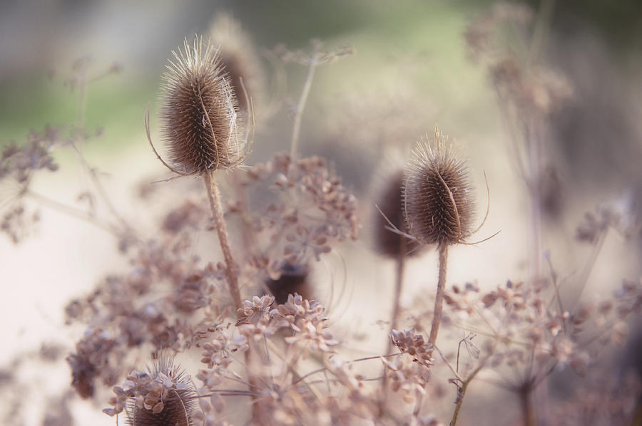 Morning Softness. Wild Grass Photograph by Jenny Rainbow