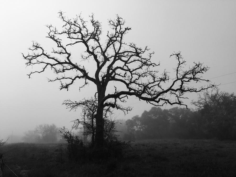 Morning Solitude Photograph by Randall Witten - Fine Art America