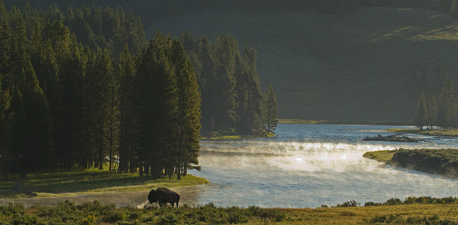 Yellowstone National Park Photograph - Morning Solitude by Sandy Sisti