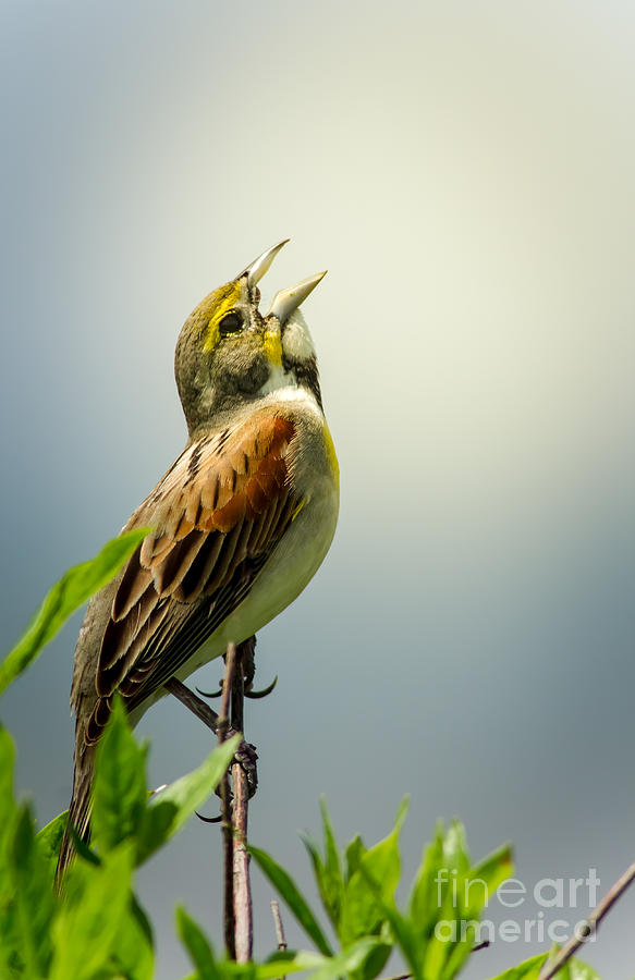 Morning Song - Dickcissel Photograph by Robert Frederick