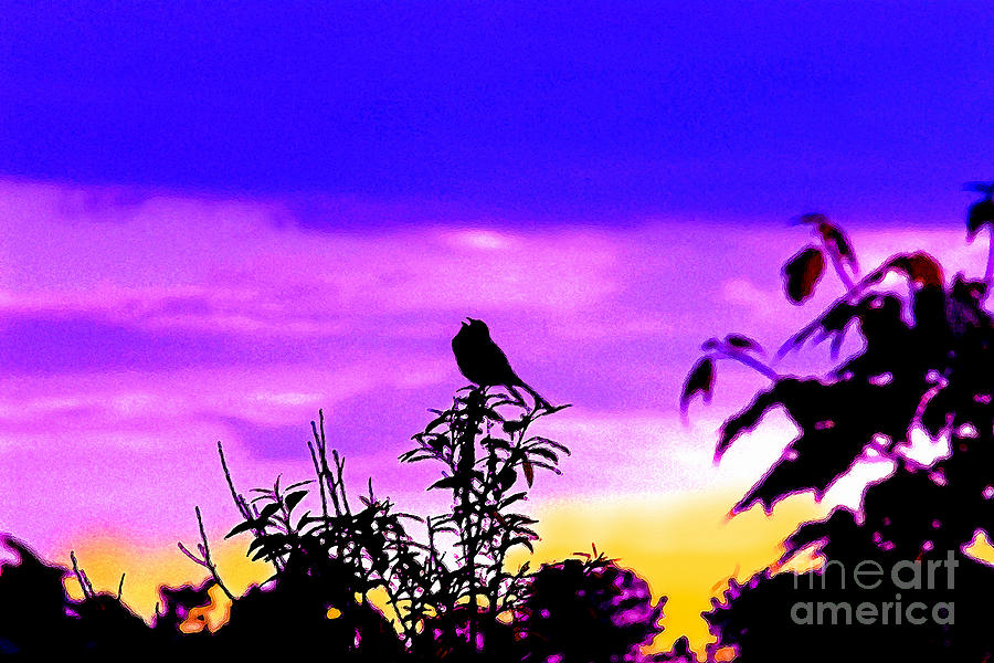 Sparrow Photograph - Morning Song by Jeff McJunkin