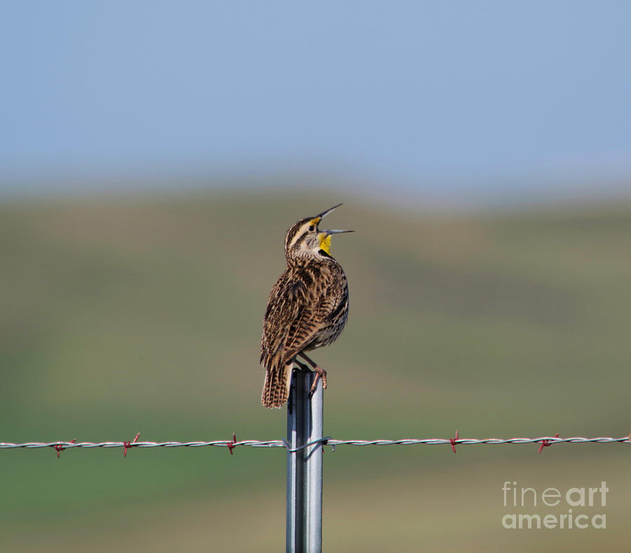 Morning song of a meadowlark Photograph by Jeff Swan
