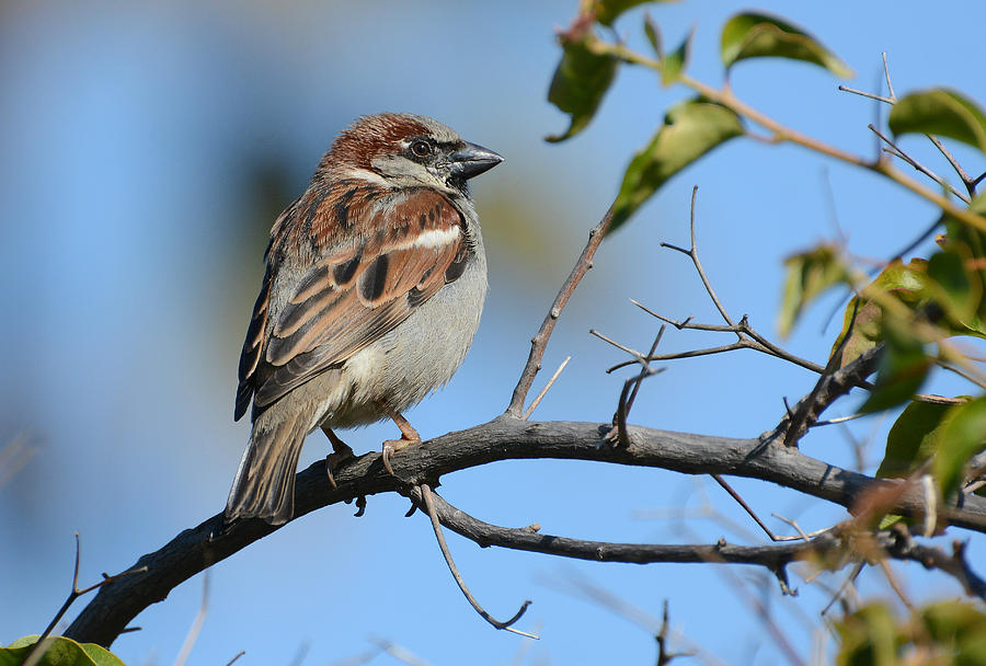 Morning Sparrow Photograph by Fraida Gutovich