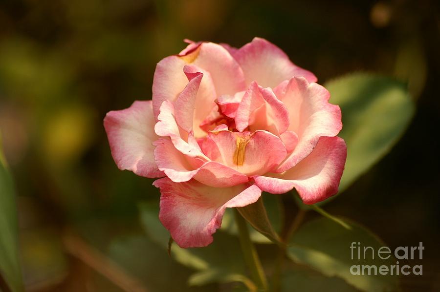 Rose Photograph - Morning Splendor by Linda Jackson