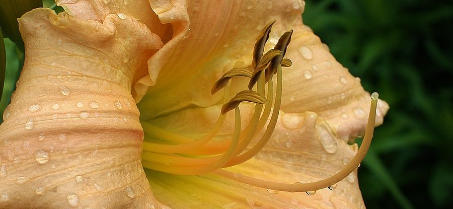 Morning Sprinkles on the Lily Photograph by Bruce Bley