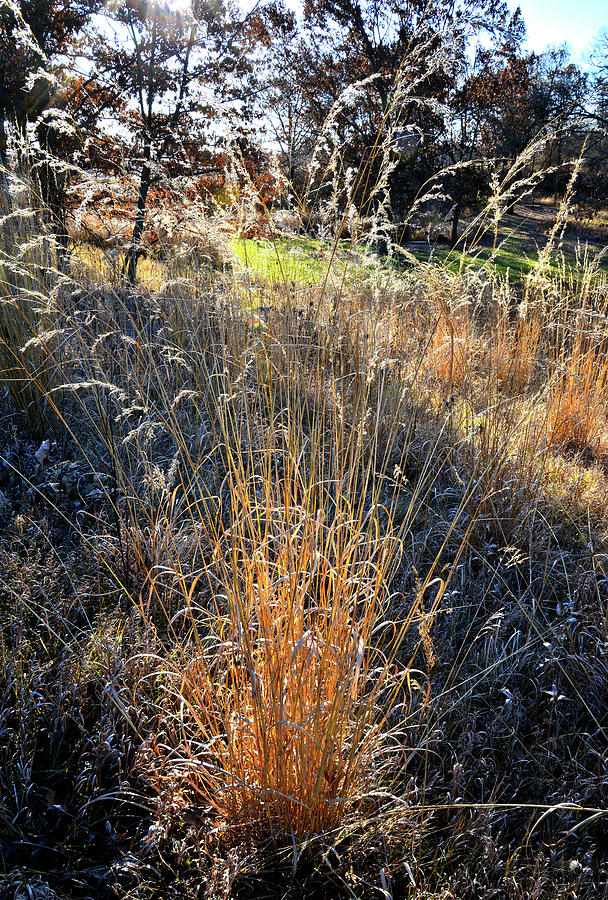 Morning Sun Backlights Fall Grasses in Glacial Park Photograph by Ray Mathis