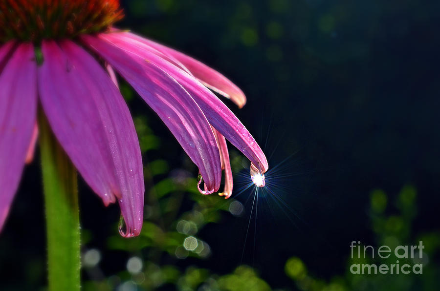 Morning Sun in a Dewdrop Photograph by Lila Fisher-Wenzel