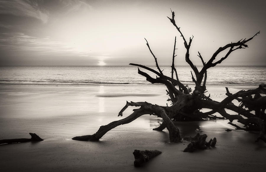 Tree Photograph - Morning Sun On Driftwood Beach in Black and White by Greg and Chrystal Mimbs