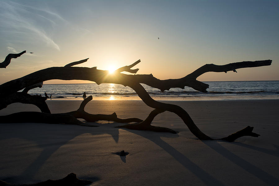 Morning Sun Over Driftwood Photograph by Greg and Chrystal Mimbs