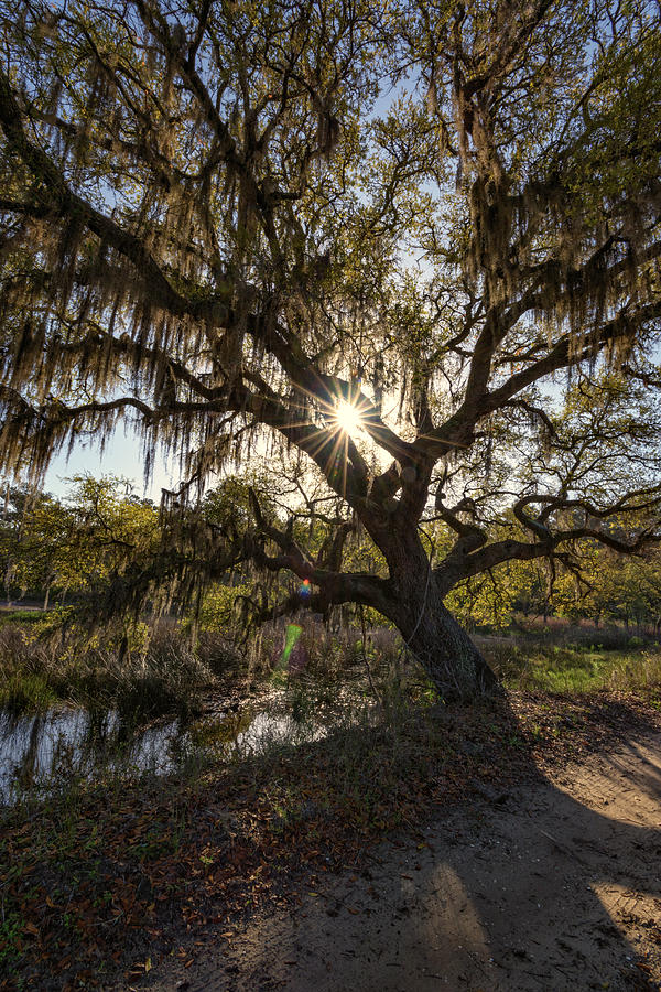 Tree Photograph - Morning Sun Through The Oak by Rick Berk